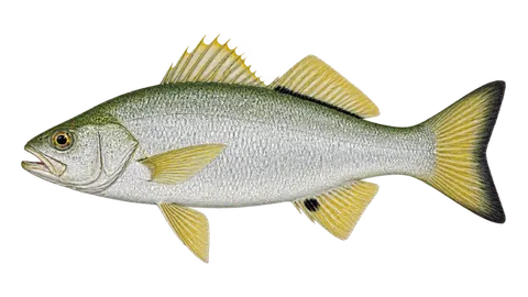 Ilustración de Mojarra lomo rayado