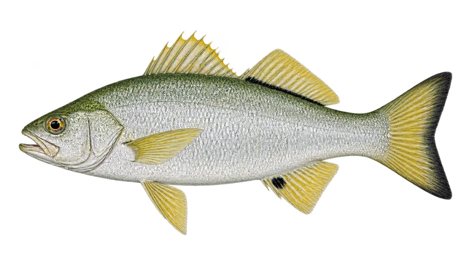 Ilustración científica de Mojarra lomo rayado