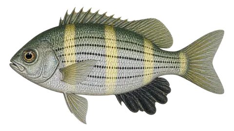 Ilustración de Mojarra brillosa