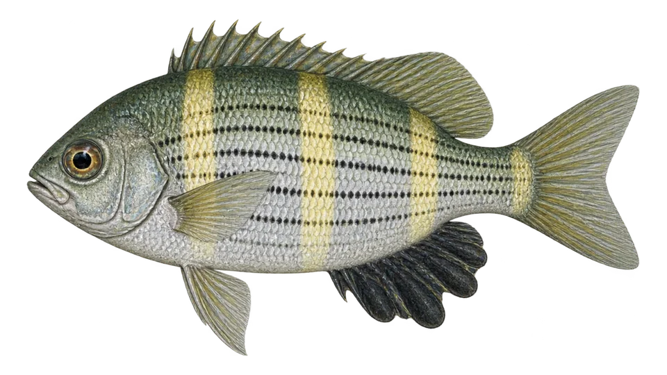 Scientific illustration of Shiner perch