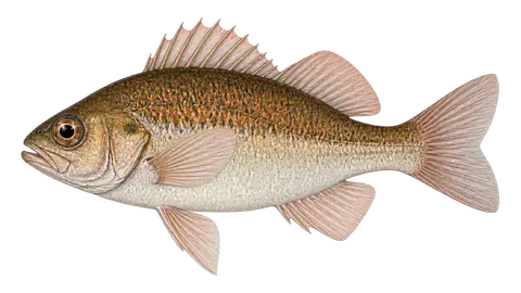 Ilustración de Mojarra sargacera