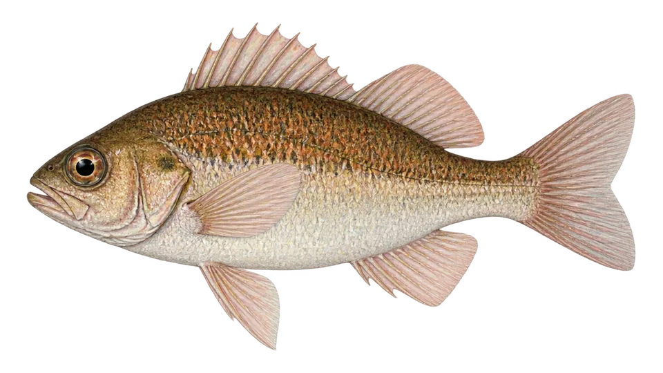 Ilustración científica de Mojarra sargacera