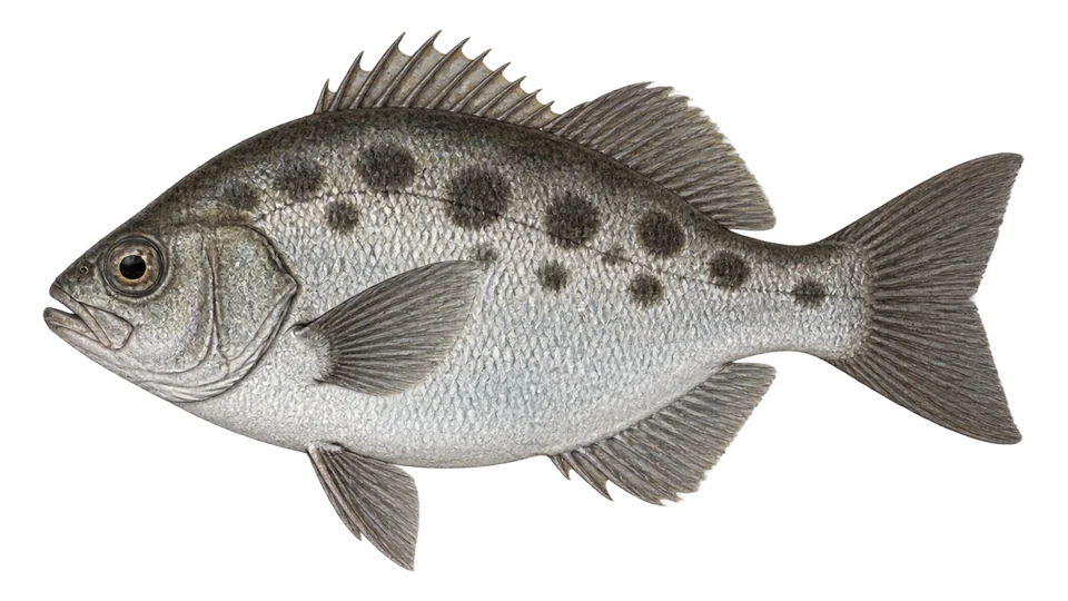 Ilustración científica de Mojarra muellera