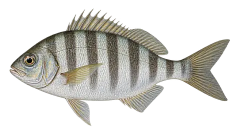 Ilustración de Mojarra de bandas