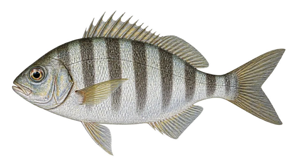 Scientific illustration of Barred surfperch