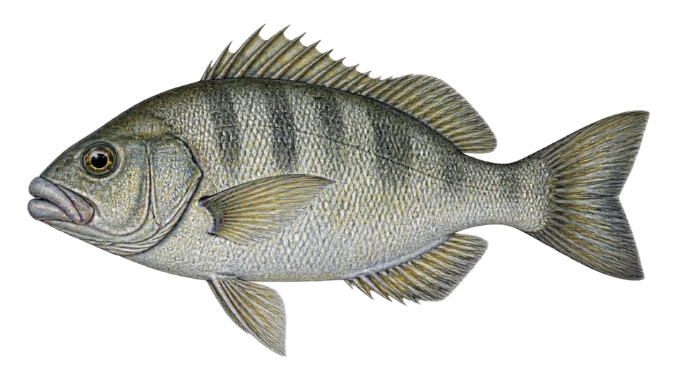 Scientific illustration of Rubberlip seaperch