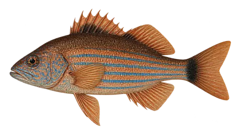 Ilustración de Mojarra azul