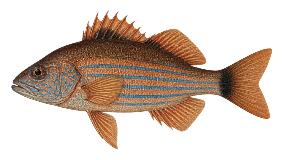 Ilustración científica de Mojarra azul