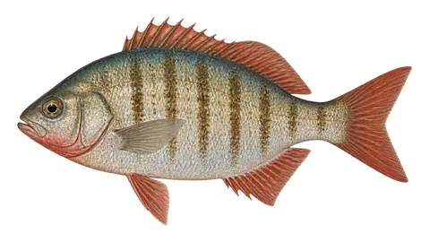 Ilustración de Mojarra angaripola