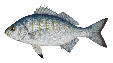 Ilustración de Mojarra ojona