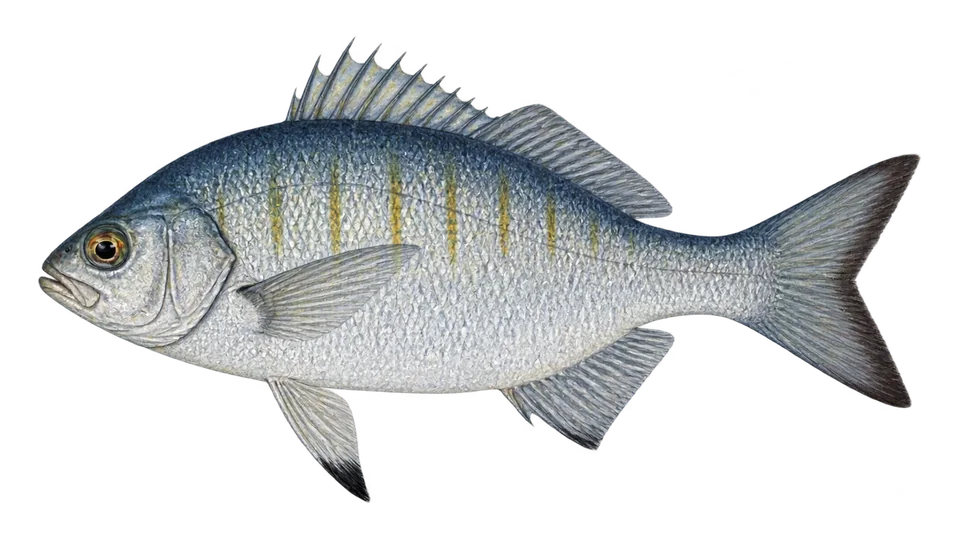 Ilustración científica de Mojarra ojona