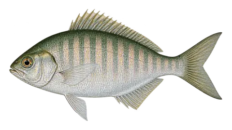 Ilustración de Mojarra ovalada