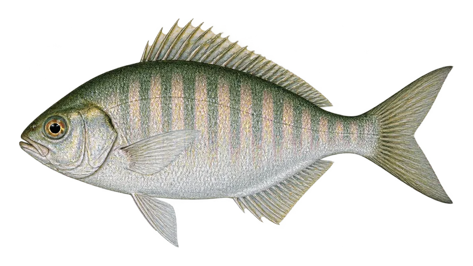 Ilustración científica de Mojarra ovalada