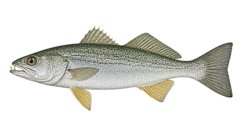 Illustration of Squeteague