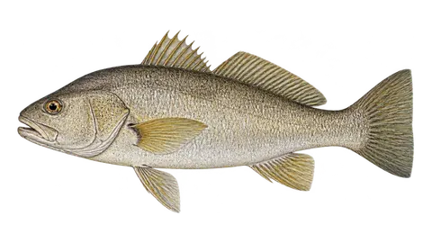 Illustration of Amazon croaker