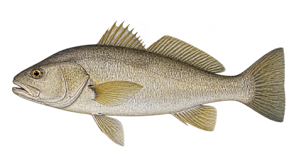 Scientific illustration of Amazon croaker
