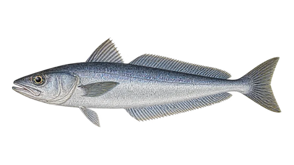 Scientific illustration of Southern blue whiting