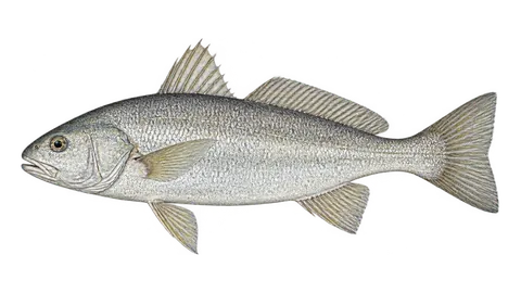 Ilustración de Corvina ojo chico