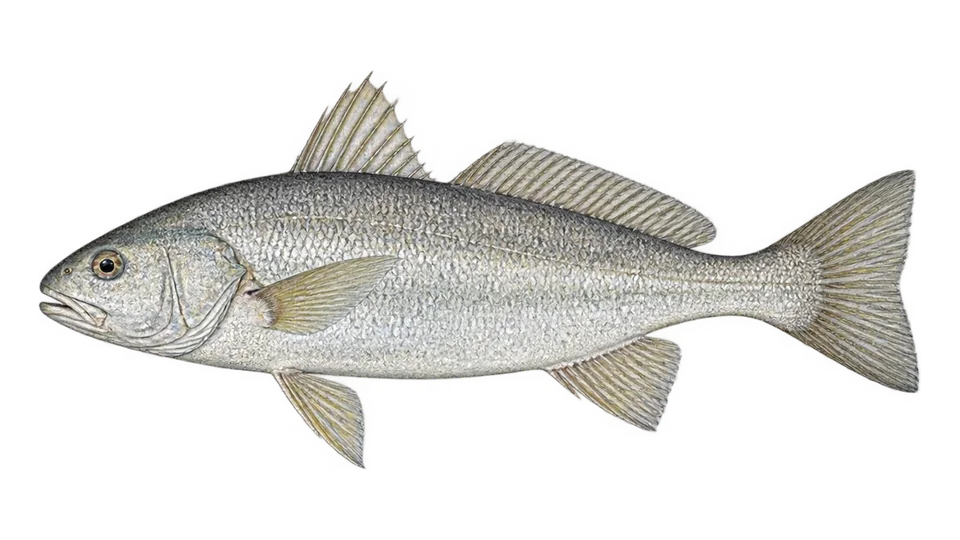 Scientific illustration of Smalleye croaker
