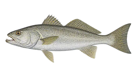 Illustration of Boccone weakfish