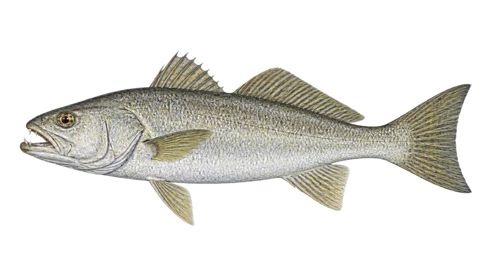 Ilustración científica de Corvina bocona