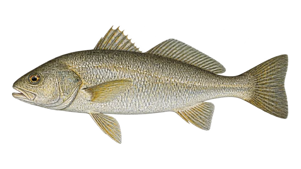Ilustración científica de Pescada-brasileira