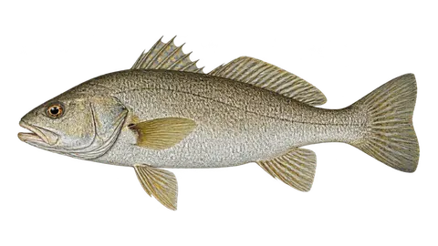 Illustration of Guyanan croaker