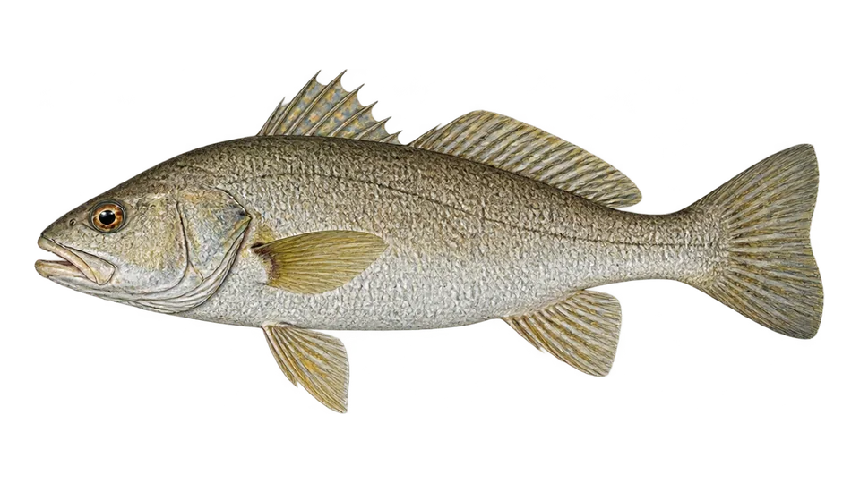 Scientific illustration of Guyanan croaker