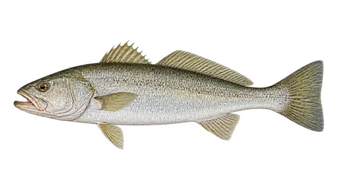 Ilustración de Corvina aleta corta