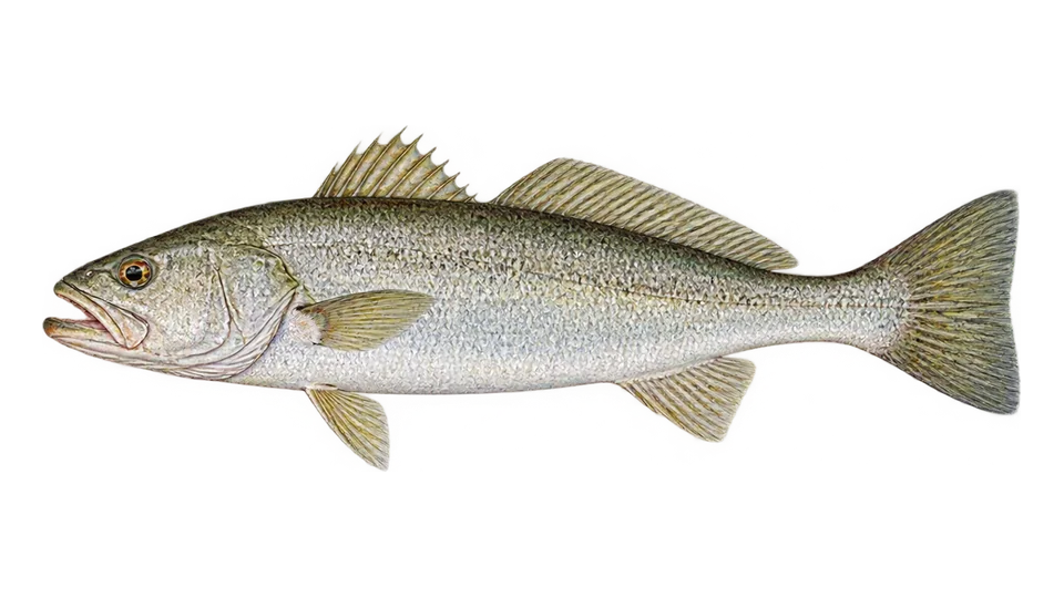Ilustración científica de Corvina aleta corta