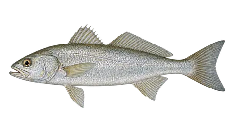 Ilustración de Corvina peladilla