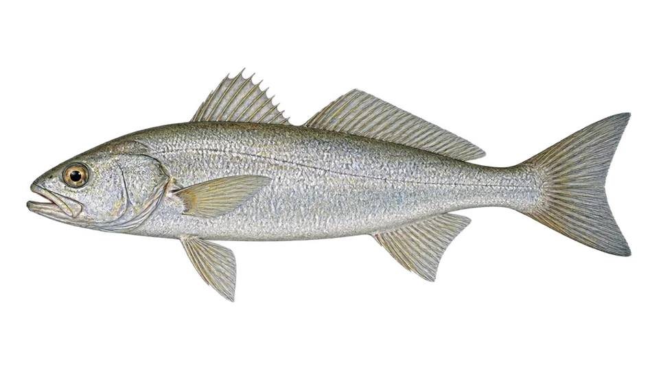 Ilustración científica de Corvina peladilla