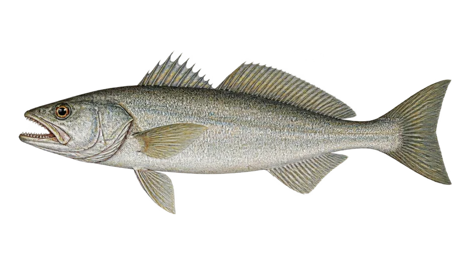 Ilustración científica de Corvina mordedora