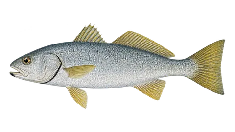 Ilustración de Corvina del golfo