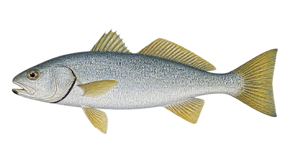 Scientific illustration of Gulf weakfish