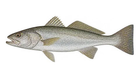 Illustration of Weakfish