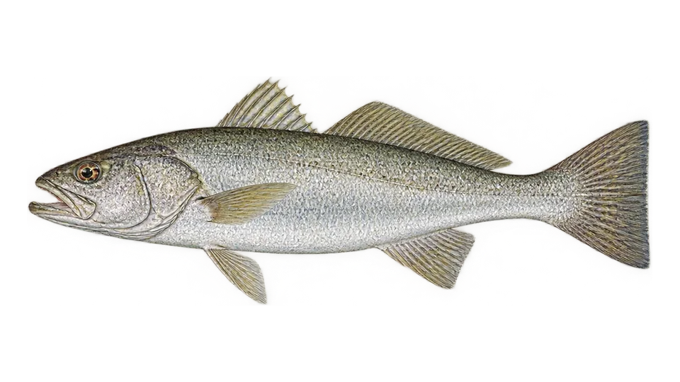 Ilustración científica de Corvina aguada