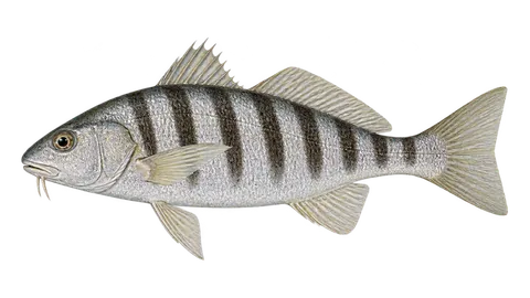 Ilustración de Rayado
