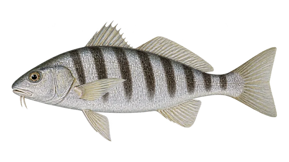 Scientific illustration of Suco croaker