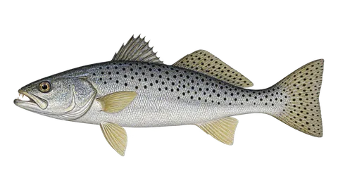 Illustration of Spotted weakfish