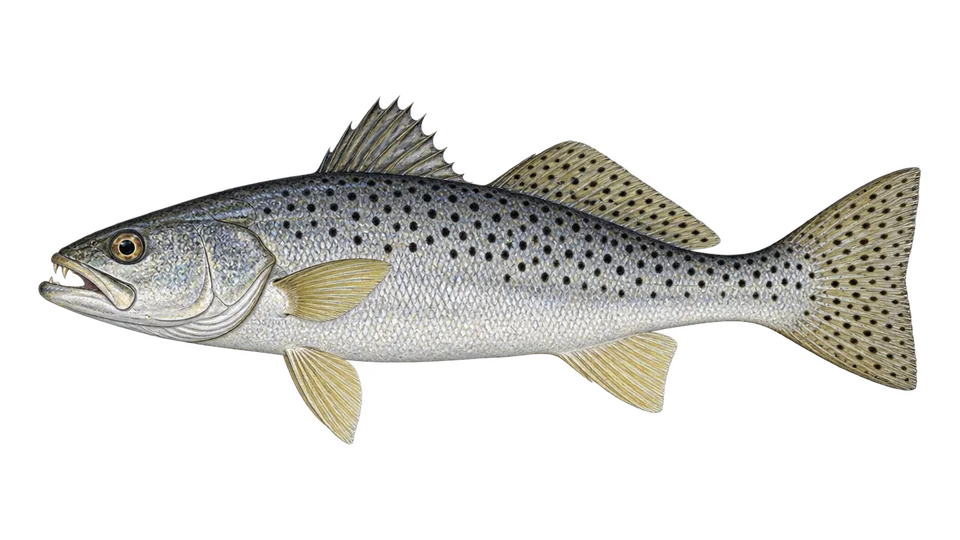 Ilustración científica de Trucha de mar