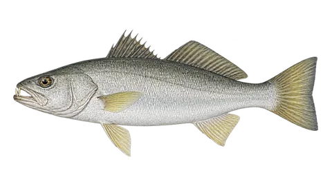 Illustration of Silver seatrout