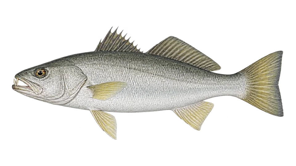Scientific illustration of Silver seatrout