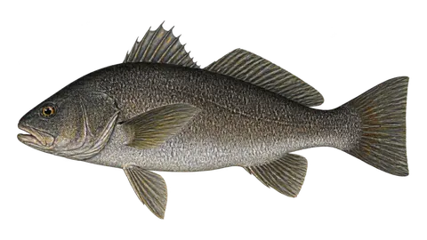 Illustration of Black curbinata