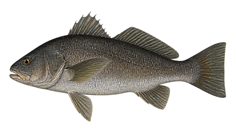 Scientific illustration of Black curbinata