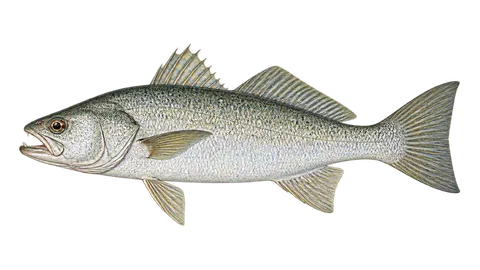 Ilustración de Corvina alba