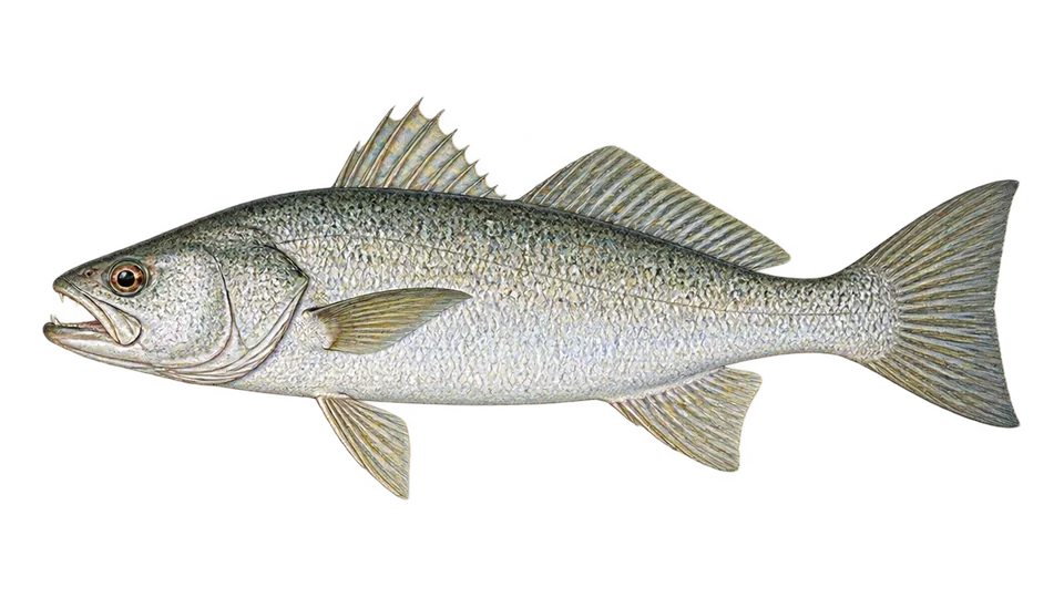 Scientific illustration of Whitefin weakfish