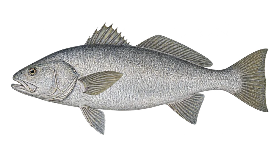 Ilustración científica de Totoaba