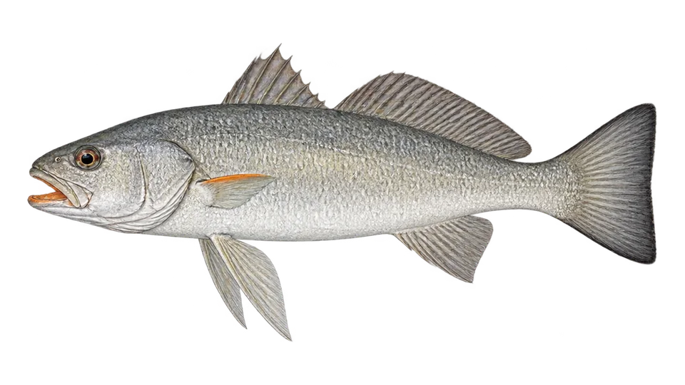 Scientific illustration of Smalltooth weakfish