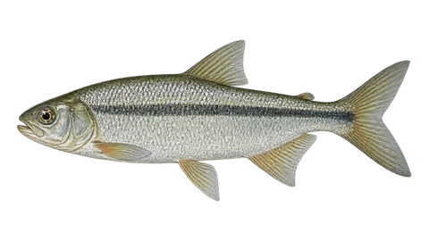 Ilustración de Piabano
